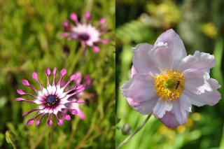 Blümchen im Dunvegan Castle auf Skye