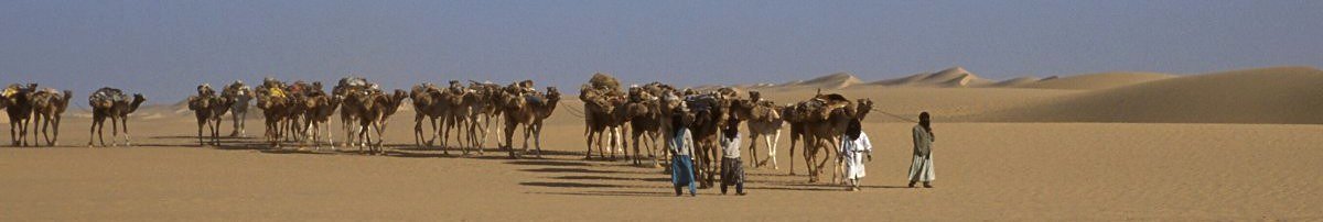 Kamelkarawane im Niger